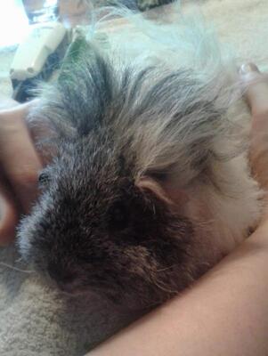 Lillet, Pflegestelle in 81543 München - weiblich