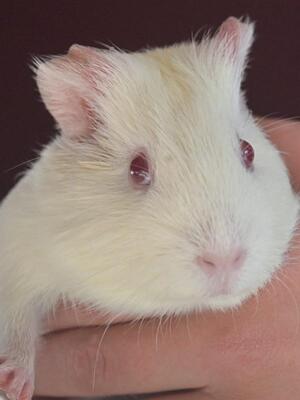 Lilli, Glatthaar-Meerschweinchen - weiblich