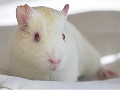 Lilli, Glatthaar-Meerschweinchen - weiblich