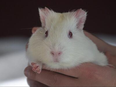 Lilli, Glatthaar-Meerschweinchen - weiblich