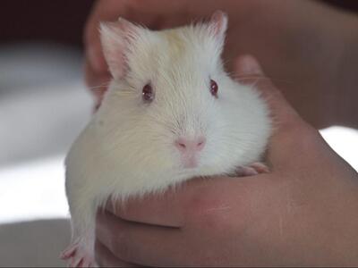 Lilli, Glatthaar-Meerschweinchen - weiblich