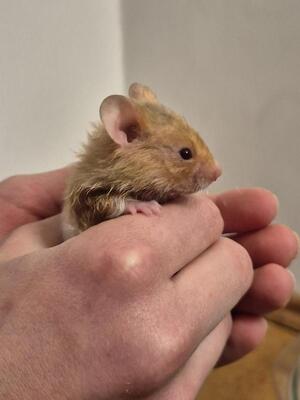 Lilly, Goldhamster - weiblich