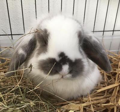 Lina Löffel, Zwerg-Angora-Widder-Mix - weiblich