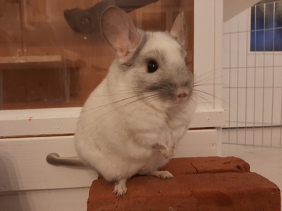 Lisa/Theo, Chinchilla - weiblich