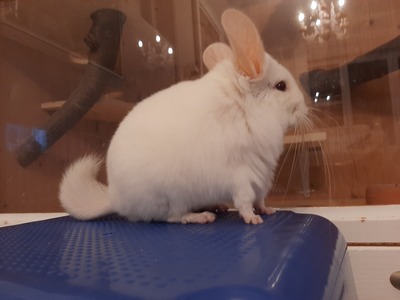 Lisa/Theo, Chinchilla - weiblich