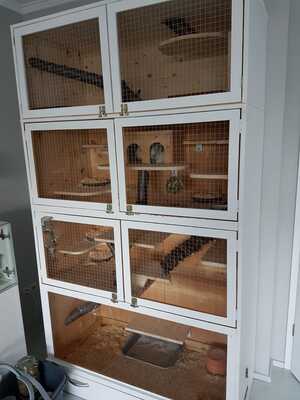 Lisa/Theo, Chinchilla - weiblich