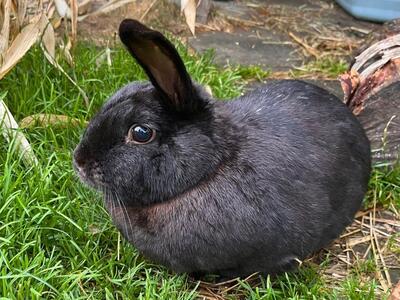 Lisa, Zwergkaninchen - weiblich