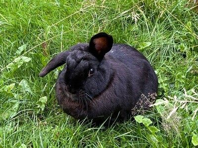 Lisa, Zwergkaninchen - weiblich