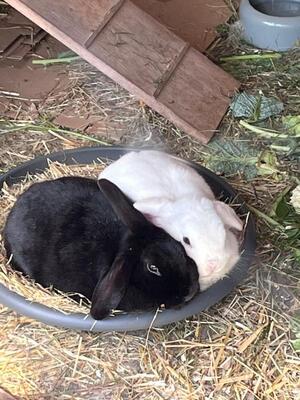 Lisa, Zwergkaninchen - weiblich
