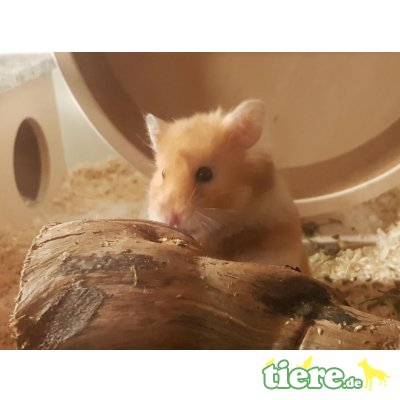 Lissy, Pflegestelle in 82256 Fürstenfeldbruck - weiblich