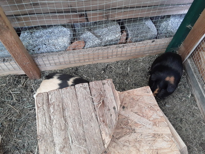 Little und Black, Glatthaar - männlich