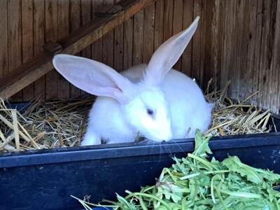 Löffel, Kaninchen m/w - männlich