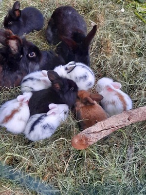 , Löwenkopf-Zwergkaninchen-Mix Jungtier - männlich