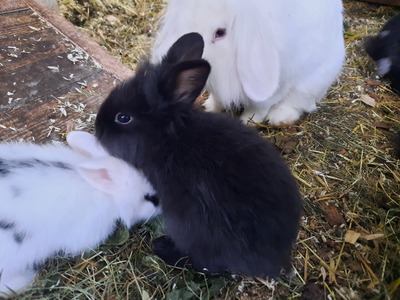 , Löwenkopf-Zwergkaninchen-Mix Jungtier - männlich