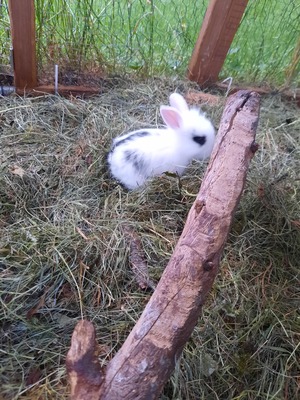 , Löwenkopf-Zwergkaninchen-Mix Jungtier - männlich