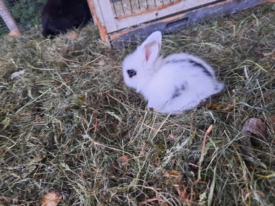 , Löwenkopf-Zwergkaninchen-Mix Jungtier - männlich