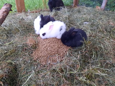 , Löwenkopf-Zwergkaninchen-Mix Jungtier - männlich