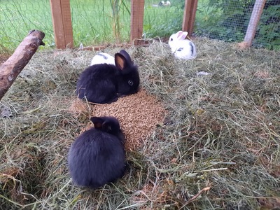 , Löwenkopf-Zwergkaninchen-Mix Jungtier - männlich