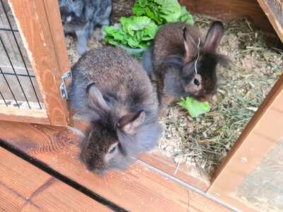 Löwenkopf-Zwergkaninchen-Mix Jungtier - unbekannt