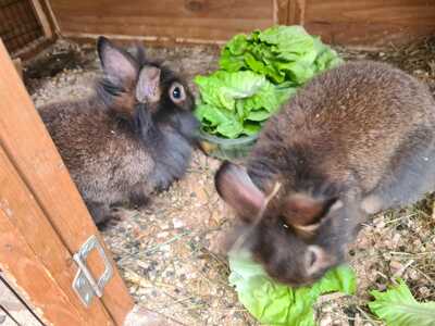 Löwenkopf-Zwergkaninchen-Mix Jungtier - unbekannt