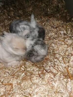 Löwenkopf-Zwergkaninchen-Mix Jungtier - unbekannt