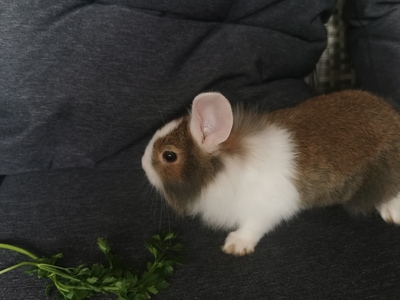 Löwenkopf-Zwergkaninchen-Mix Jungtier - unbekannt