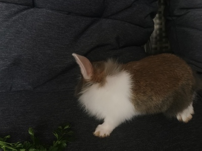 Löwenkopf-Zwergkaninchen-Mix Jungtier - unbekannt