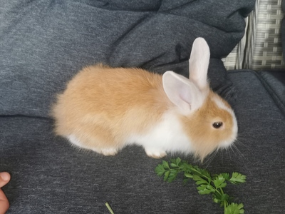 Löwenkopf-Zwergkaninchen-Mix Jungtier - unbekannt