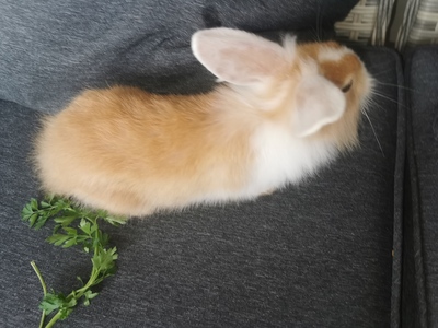 Löwenkopf-Zwergkaninchen-Mix Jungtier - unbekannt