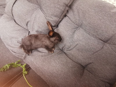 Löwenkopf-Zwergkaninchen-Mix Jungtier - unbekannt