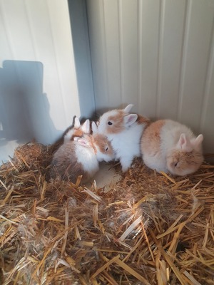 Löwenkopf-Zwergkaninchen-Mix Jungtier - weiblich