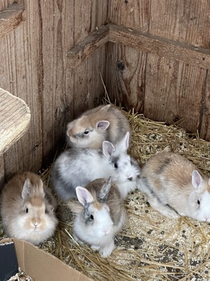 Löwenkopf-Zwergkaninchen-Mix Jungtier - weiblich 1