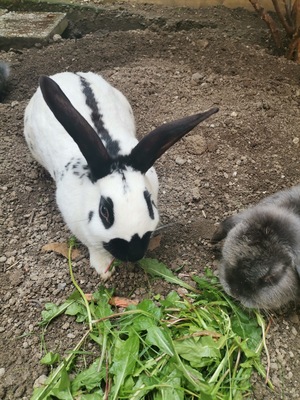 Löwenkopfwidder - weiblich