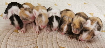 Löwenkopfzwerge Jungtier - unbekannt