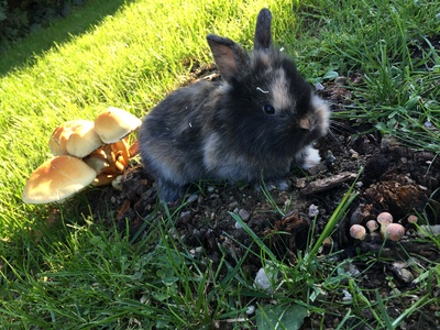Löwenkopfzwerge Jungtier - unbekannt