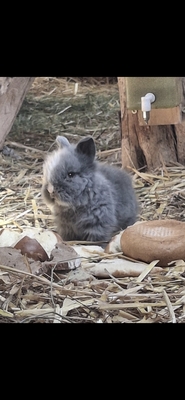 Löwenkopfzwerge Jungtier - unbekannt