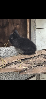 Löwenkopfzwerge Jungtier - unbekannt