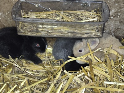 Löwenkopfzwerge Jungtier - unbekannt