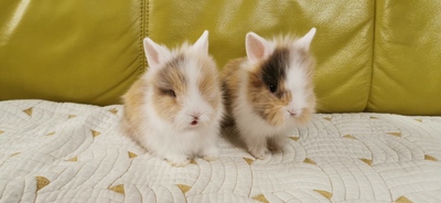 Löwenkopfzwerge Jungtier - weiblich