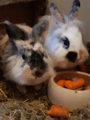 Löwenkopfzwerge - männlich