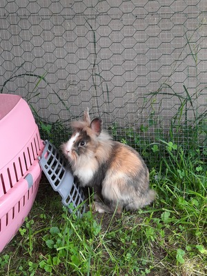 Löwenkopfzwerge - männlich