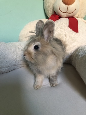 Lola, Löwenkopfzwerge - weiblich