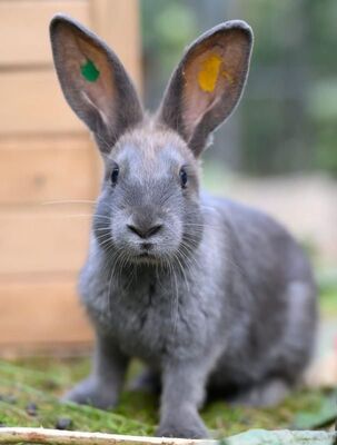 Lottie, Riesen-Mix-Kaninchen - weiblich