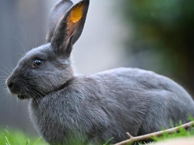 Lottie, Riesen-Mix-Kaninchen - weiblich