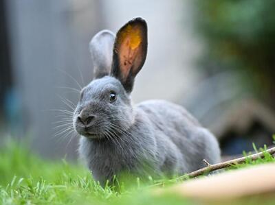 Lottie, Riesen-Mix-Kaninchen - weiblich