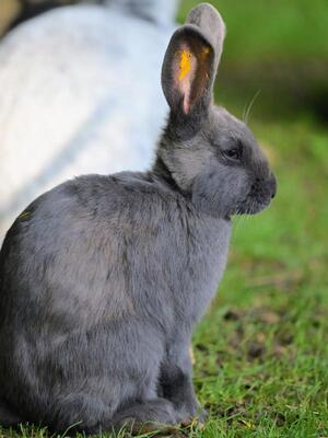 Lottie, Riesen-Mix-Kaninchen - weiblich