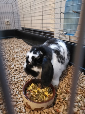 Lucy Jimmy, Zwergwidder und Zwergkaninchen - weiblich