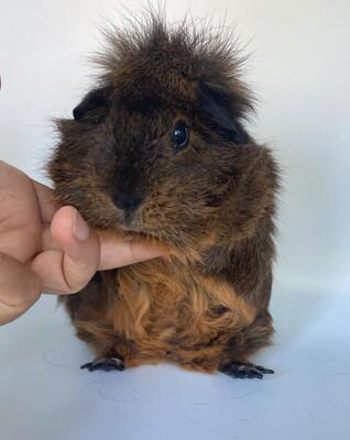 Luigi, Rosetten-Meerschweinchen - männlich