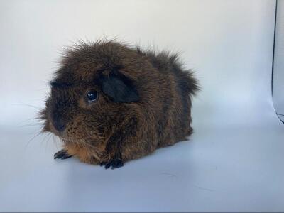 Luigi, Rosetten-Meerschweinchen - männlich
