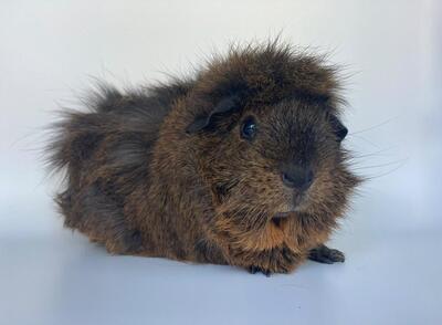 Luigi, Rosetten-Meerschweinchen - männlich
